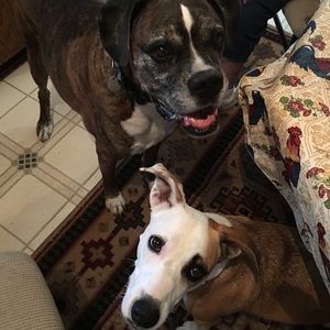 Meet your Posher, Elsa